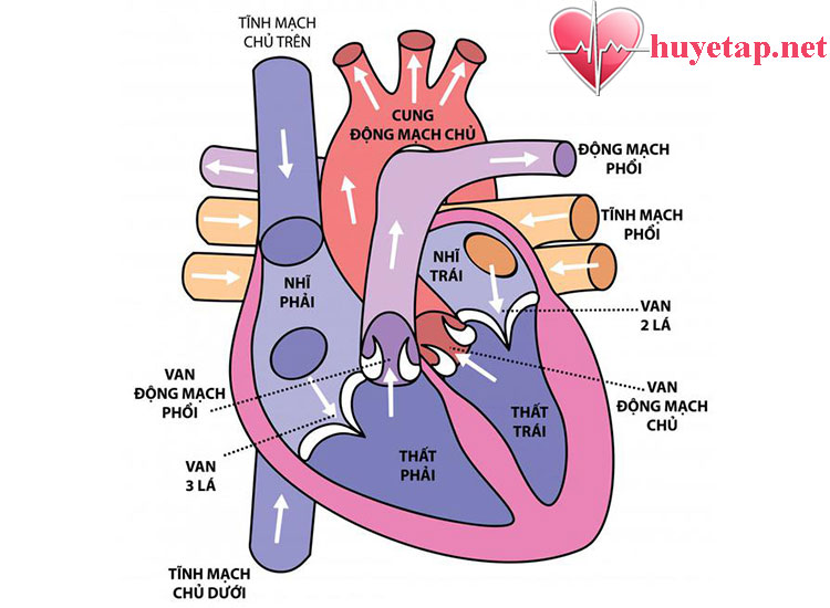 Cho biết vai trò của tim trong tuần hoàn máu Sinh 11