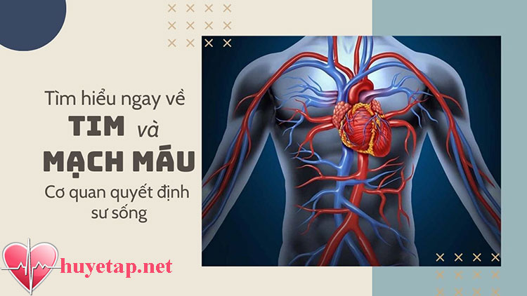 Hiểu ngay về tim và mạch máu - hệ cơ quan quyết định sự sống - Huyetap.net