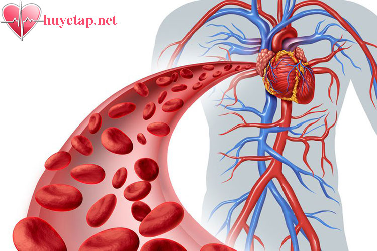 Vai trò của hệ tim mạch 1