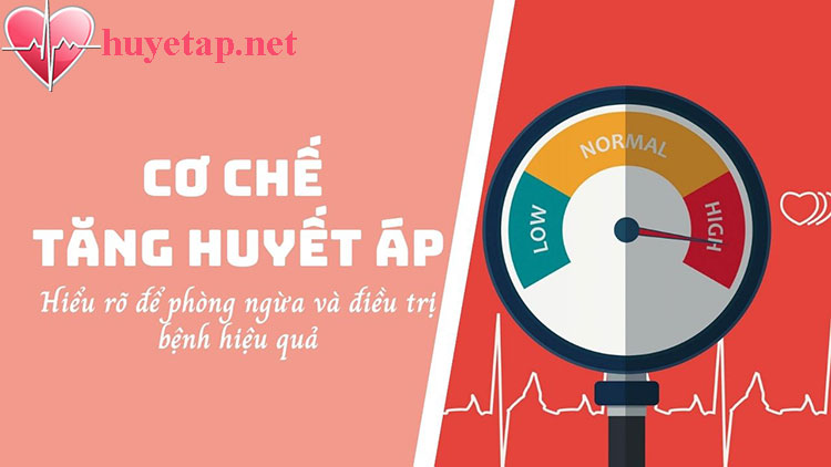 Renin - angiotensin - aldosteron là gì và vai trò của chúng trong cơ chế tăng huyết áp?
